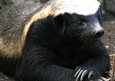 Who’s Your Honey Badger